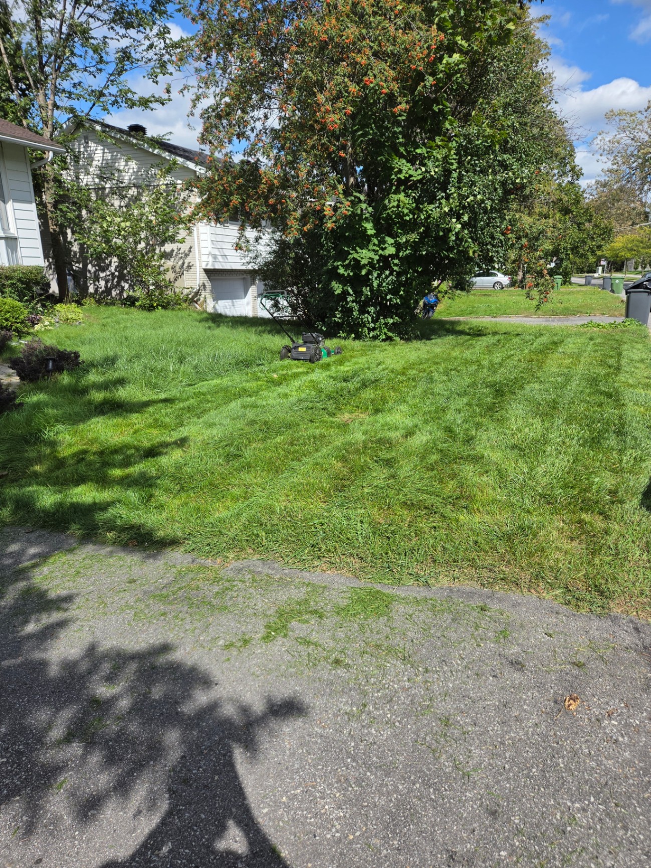 Hedge & Shrub Trimming