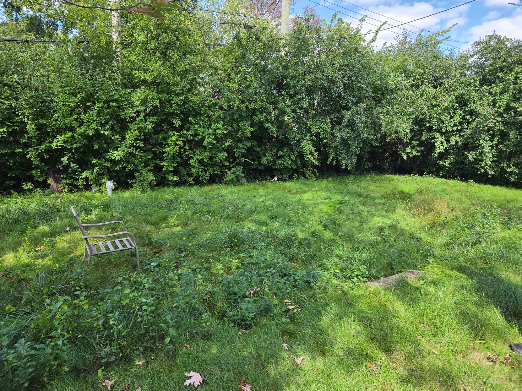 Yard Cleanups